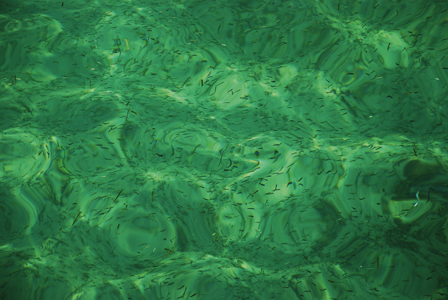Sustainability and Living Marine Resources